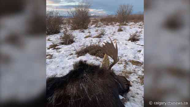 Alberta Fish and Wildlife investigating after discarded bull moose carcass found near Nanton