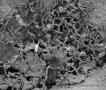 Oudste paddenstoel ooit ontdekt: 810 miljoen jaar oud