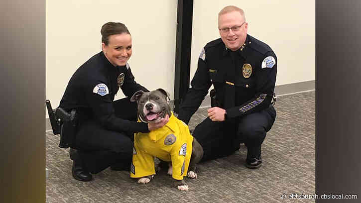 Terminally Ill Rescue Dog Named Eddie Became Police K-9 For A Day