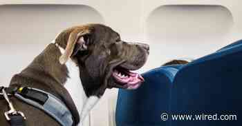 Feds Want to Rein In 'Emotional Service' Animals on Planes