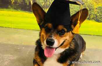 Gus the corgi could soon be hired by a Texas school district as a therapy dog