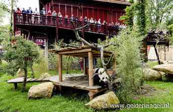 Babypanda kost Ouwehands Dierenpark half miljoen euro