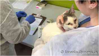 Humane Society removes 80 cats from home in Guelph, Ont.