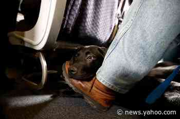 Airlines could refuse emotional support animals under proposed rule