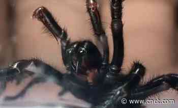 Dangerous spiders could flood Australian towns after much-needed rain     - CNET