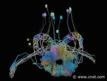 Google's giant map of brain connectivity is a beautiful tangled mess     - CNET