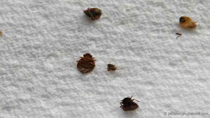 Bedbugs Found At Edinboro University Residence Halls