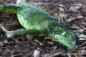 The night the iguanas fell: Cold snap chills Florida, and lizard meat is up for sale