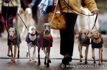 LETTER: Peers with whippets? Bring them on!