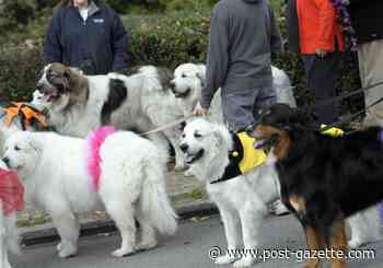 Events for pets and the people who love them