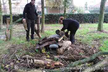 York uni is hedgehog friendly