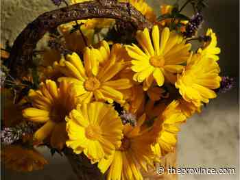Some marigolds pleasantly edible