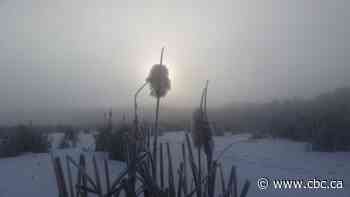 'Near zero visibility': Fog cloaks Alberta highways