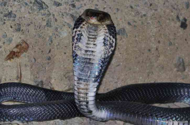 Snakes could be the original source of the new coronavirus outbreak in China