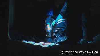 Woman stabbed near York University; suspect remains at large