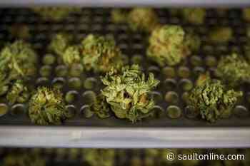 Cannabis price gap increases, as illegal cannabis prices fall: StatCan