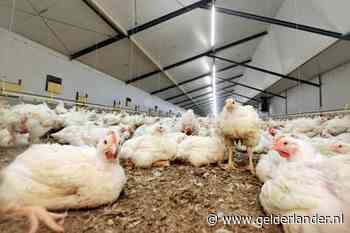 Geen landelijke ophokplicht voor pluimveehouders om vogelgriep