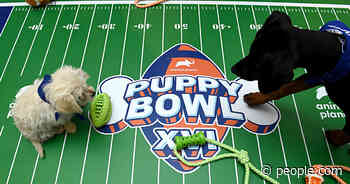 Live on People Now: How These Adorable Puppies Are Gearing Up for Animal Planet's 16th Annual Puppy Bowl!