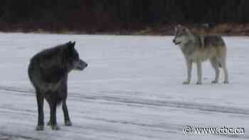 Cry Wolf: Author questions whether lessons from fatal 2005 wolf attack in north have been forgotten