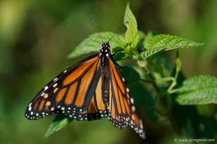 California’s monarch butterfly population is critically low for 2nd year
