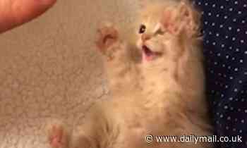 Tiny kitten throws its paws in the air to mimic carer's hand movements in adorable tickling game