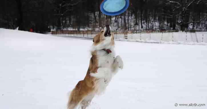 Thomas L. Friedman: Trump, impeachment and catching Frisbees