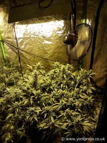 Woman arrested after 25 cannabis plants found in Northallerton house