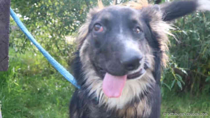 Dog With ‘Wonky’ Face Finds Forever Home After Initial Owner Returned Him