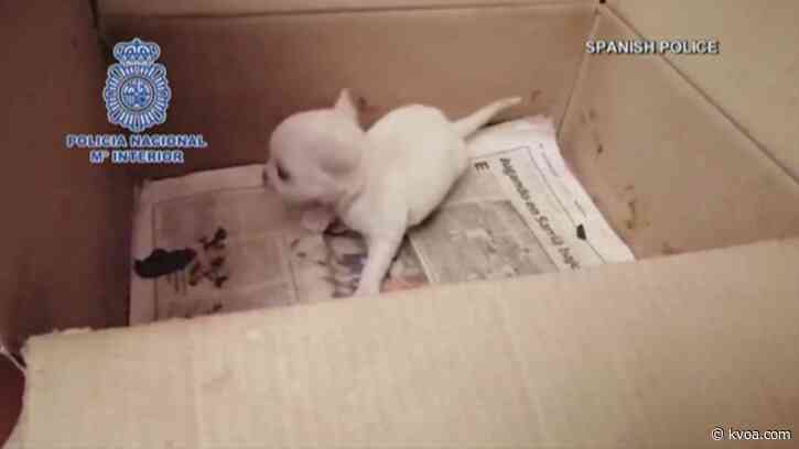 2 dead dogs found frozen, hundreds of others rescued from illegal puppy farms in Madrid