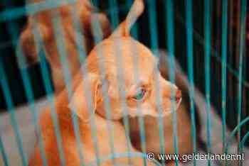 Bijna 300 honden gered uit illegale fokkerijen: ‘fokkers sneden stembanden door’