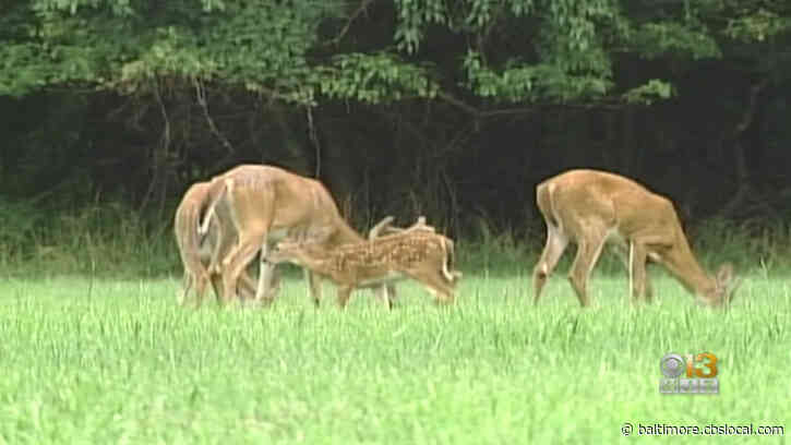 White-Tailed Deer Population Management Resumes In Western Maryland National Parks In February