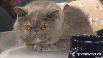 Cats, dogs and animals of all kinds at the Edmonton Pet Expo