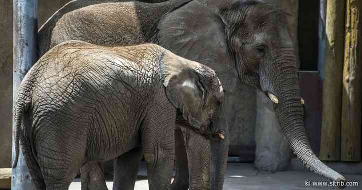 Group demands Hogle Zoo give up its elephants. Zoo has plans to add more.