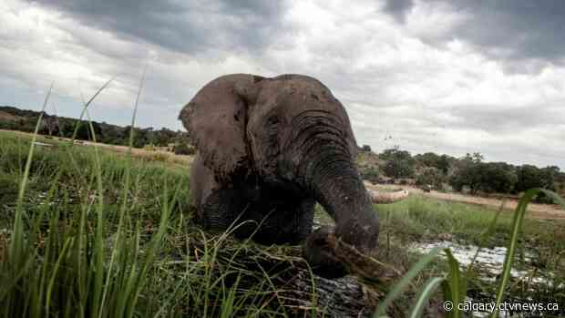 Elephant hunting trip auction in Calgary expected to draw protesters