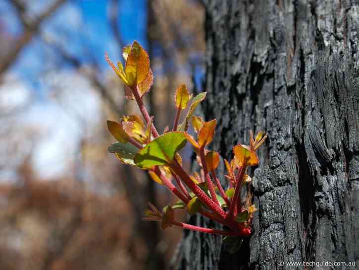 Optus to support bushfire-affected regional areas with Green Shoots grants program