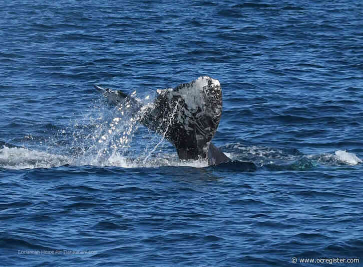 ‘Gangbuster’ gray whale sightings raise hopes