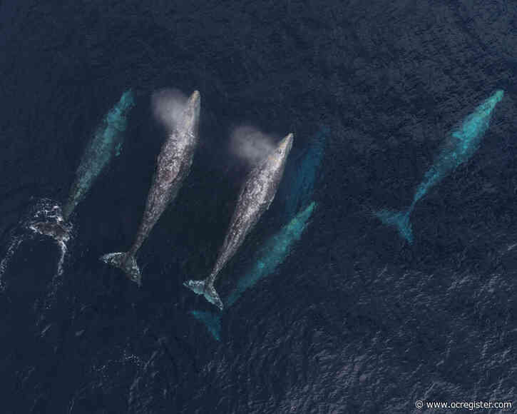 Flurry of gray whale sightings raise hopes after 200 stranded dead whales last year
