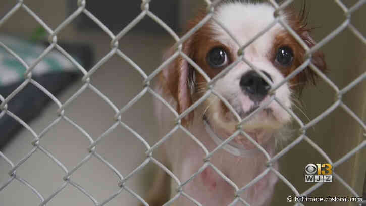 Woodbine Couple Found Guilty Of Animal Cruelty Charges