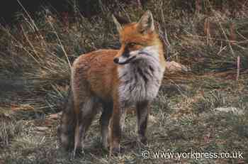 LETTER: How long before Tories bring back fox-hunting?