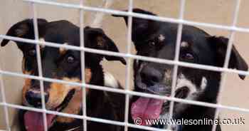 Controversial dog kennel in Ebbw Vale could still be allowed