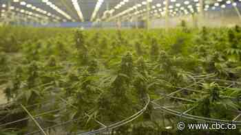 Affordable legal cannabis should be priority as illegal pot prices drop, experts say