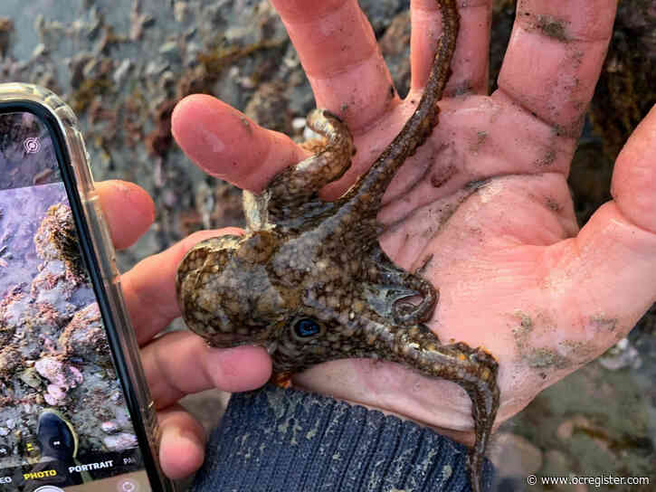Extreme low tides reveal a spectacular underwater world