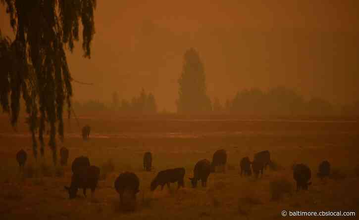 Maryland Zoo Launches Effort To Help Animals Affected By Australian Wildfires