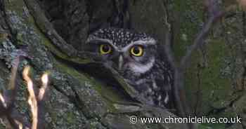 The night the crew of a steam locomotive were attacked - by a territorial long-eared owl