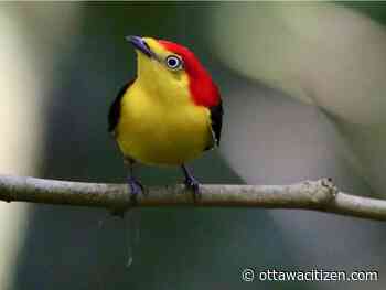 For bird and humans, more friends doesn't mean better friends