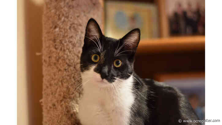Tuxedo cat Rubie is active, full of fun