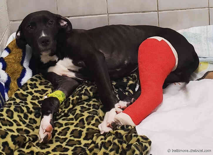 BARCS Needs Donations To Care For 3-Month-Old Puppy Struck By Car