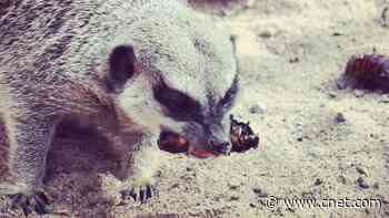 For Valentine's Day, name a hissing cockroach for someone you love (or loathe)     - CNET