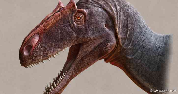 A ‘new’ dinosaur — the top predator of its time — goes on display at the Utah Museum of Natural History