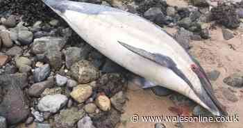 Dolphin found washed up on beach at Mumbles, Swansea